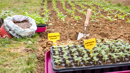 Eco friendly gardening. Amending garden soil with organic manure chicken pellets before planting snapdragon flower seedlings. Organic soil fertiliser.の写真素材