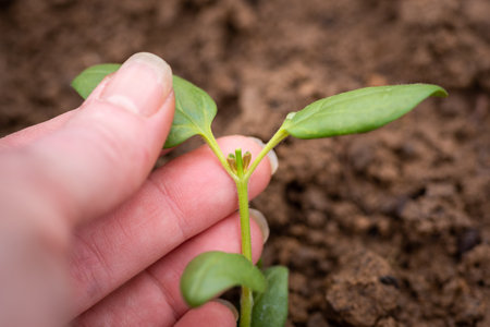 Pinching flowers. Pinching or snipping out a part of the new plantâ€™s growth encourages plants...