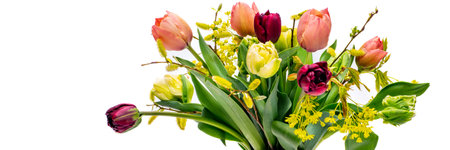 Elegant mixed tulips spring bouquet in white vase on white banner with copy space. Spring tulips. Tulips bouquet.の写真素材