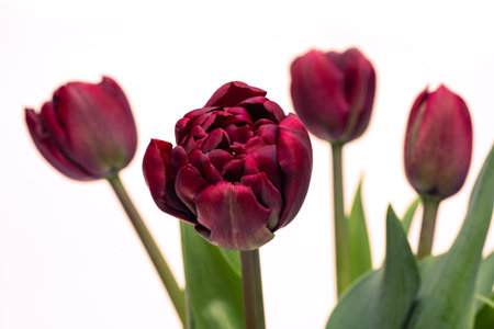 Elegant rich velvety dark purple burgundy Palmyra tulips spring bouquet in white vase on white background. Spring tulips. Tulips bouquet close up.の写真素材