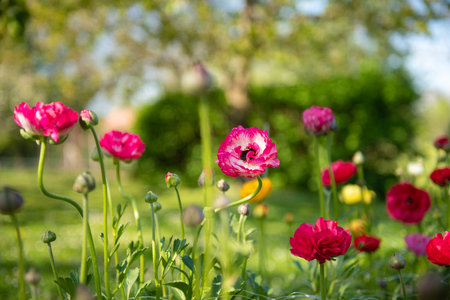 Ranunculus flowers background. Garden bed full of beautiful single Persian buttercups, Ranunculus asiaticus. Spring flowers. Ranunculus flower field. Cut flowers cutting garden.の写真素材