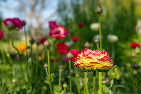 Ranunculus flowers background. Garden bed full of beautiful single Persian buttercups, Ranunculus asiaticus. Spring flowers. Ranunculus flower field. Cut flowers cutting garden.の写真素材