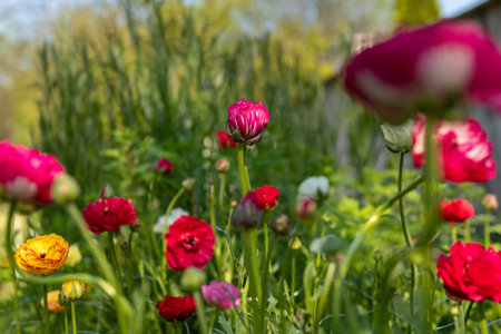 Ranunculus flowers background. Garden bed full of beautiful single Persian buttercups, Ranunculus asiaticus. Spring flowers. Ranunculus flower field. Cut flowers cutting garden.の写真素材