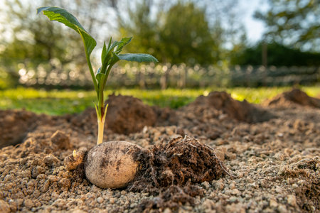 Planting dahlia plants in a flowerbed. Presprouted dahlia tubers in ornamental garden.