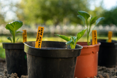 Planting dahlia plants in a flowerbed. Presprouted dahlia tubers in ornamental garden.の写真素材