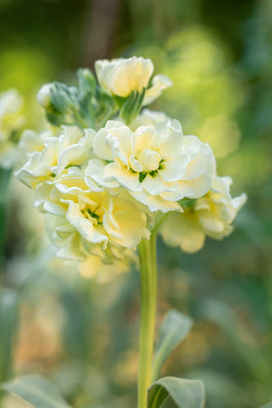 Matthiola incana, or commonly called Stock. Beautiful pastel creamy yellow double stock flowers,...