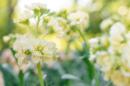Matthiola incana, or commonly called Stock. Beautiful pastel creamy yellow double stock flowers, known to be highly scented. Matthiola background with shallow focus.の写真素材