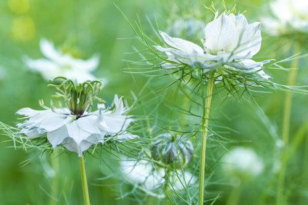 Nigella damascena, love-in-a-mist, or devil in the bush. White nigella flowers close up. Spring flowers.の写真素材