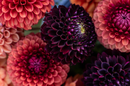 Dahlia blooms background. Colorful dahlia flowers close up. Floral background.の写真素材