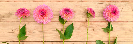 Floral background. Pink runner dahlias arranged in a row on wooden background.の写真素材