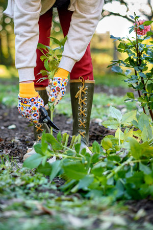 Woman using pruning shears to cut back dahlia plant foliage before digging up the tubers for winter storage. Autumn gardening jobs. Overwintering dahlia tubers.の写真素材