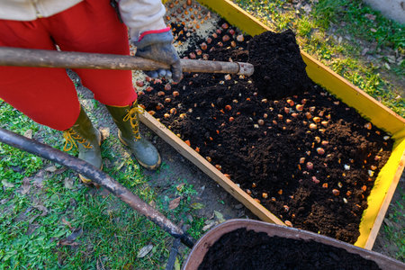 Planting tulip bulbs in a raised bed during sunny autumn afternoon. Adding compost to flowerbed. Growing tulips. Fall gardening jobs background.の写真素材
