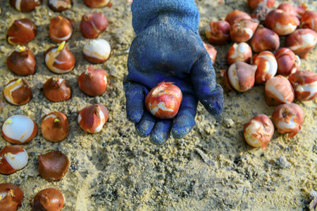 Planting tulip bulbs in a flower bed. Growing tulips. Fall gardening jobs background.の写真素材