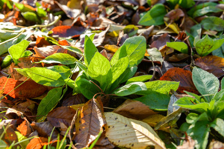 Cool flowers. Flowerbed of Rudbeckia seedlings mulched with thick layer of fallen leaves. Growing winter hardy annuals with the protection of leaves mulch.の写真素材