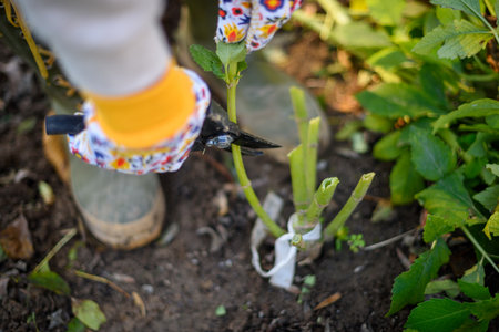 Woman using pruning shears to cut back dahlia plant foliage before digging up the tubers for winter...