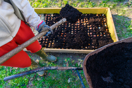 Planting tulip bulbs in a raised bed during sunny autumn afternoon. Adding compost to flowerbed....