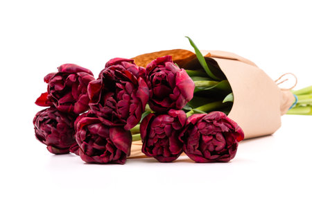Bunch of dark burgundy double tulips wrapped in recycled brown paper isolated on white background. Palmyra tulips bouquet.の写真素材