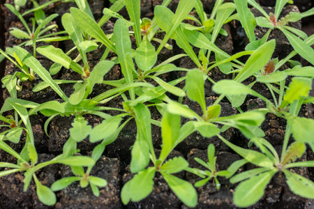 Statice seedlings in soil blocks. Soil blocking is a seed starting technique that relies on planting seeds in cubes of soil rather than cell trays or pots.の写真素材