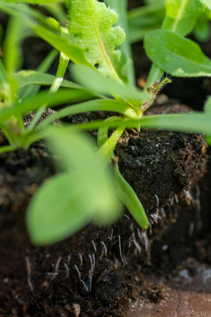 Statice seedlings in soil blocks. Air pruning means that the initial roots slightly dry out and stop...