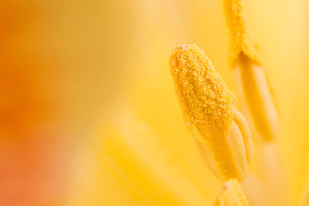 Floral background. Macro shot of the inside of a yellow tulip. Extreme tulip close up.の写真素材