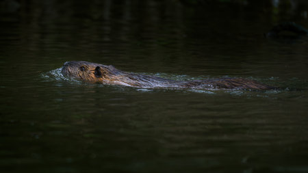 Eurasian beaver, Castor fiber, swimming in water.