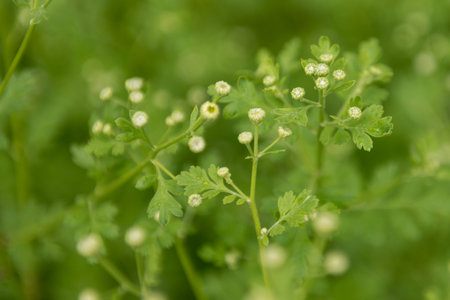Tanacetum parthenium. Young Feverfew plants about to bloom. Used as a filler flower in cottage style...