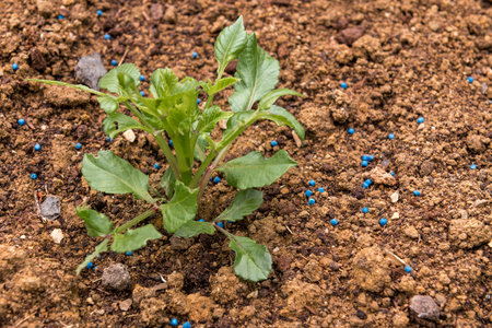 Young dahlia plant damaged by slugs. Flower leaves chewed by snails. Using slug control pellets in...