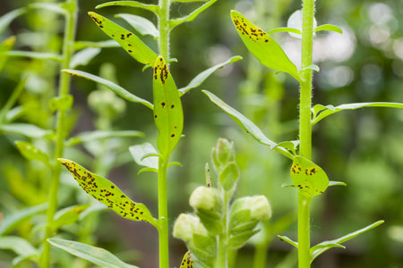 Antirrhinum rust. The most serious disease of snapdragons. It is a fungal disease that produces dark brown spore pustules on the undersides of the leaves.の写真素材