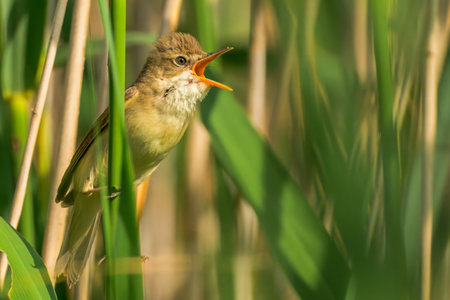 Marsh warbler singing. Acrocephalus palustris.の写真素材