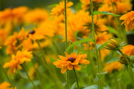 Rudbeckia Goldilocks. Rudbeckia hirta. Blooming rudbeckia goldilocks flower bed.の写真素材
