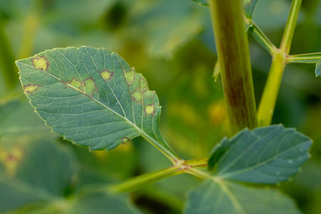 Dahlia plant suffering from a disease. Leaf close up. Dahlia plant diseased foliage.の写真素材