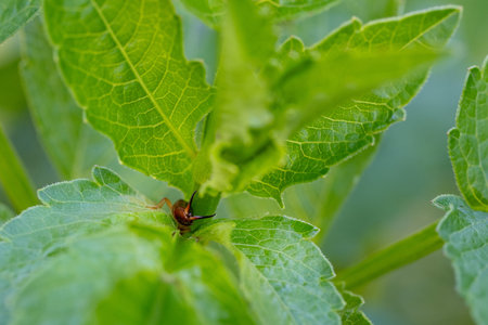 Earwig hiding in dahlia foliage. Earwig damaging dahlia leaves and flower petals.
