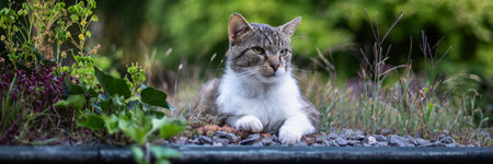 Cute domestic cat garden close up portrait. Cat lying in rockery garden on summer evening.