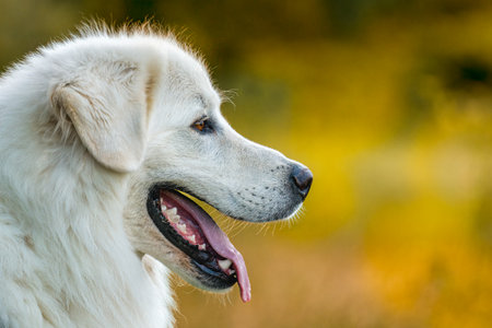 Great white Pyrenees dog outdoors headshot. Cute large white dog side view portrait.