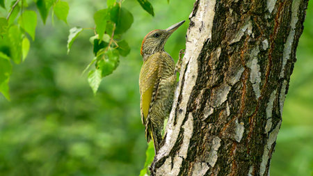 European green woodpecker, Picus viridis. Juvenile green woodpecker in its natural habitat.の写真素材