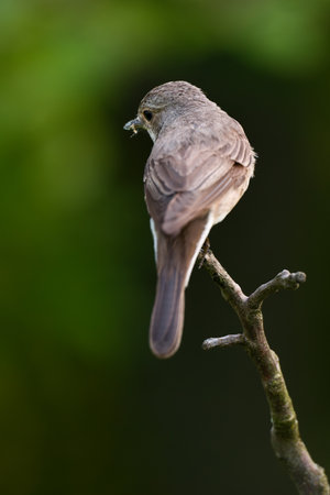Spotted Flycatcher, Muscicapa striata back view.の写真素材