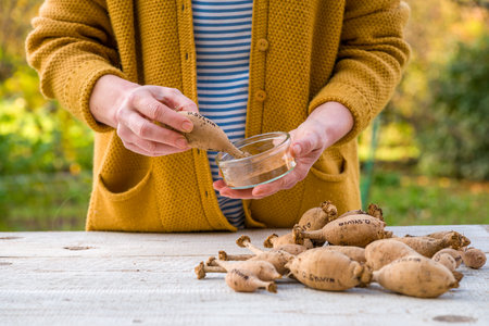 Female gardener dividing dahlias. Dahlia tubers being dipped in cinnamon to prevent mold. Preparing dahlias before winter storage.の写真素材