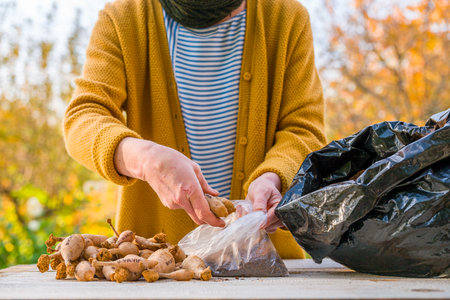 Gardener putting away freshly divided dahlia tubers dipped in cinnamon, using peat moss as a storage medium. Preparing dahlias for winter storage.の写真素材