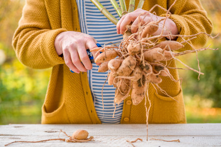 Female gardener dividing dahlias. Freshly lifted and washed clumps of dahlia tubers being divided. Splitting dahlias before winter storage.の写真素材