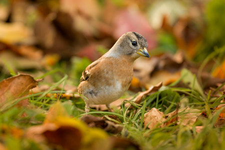 Brambling bird. Fringilla montifringilla. Small passerine bird also called the cock o the north and the mountain finch.の写真素材
