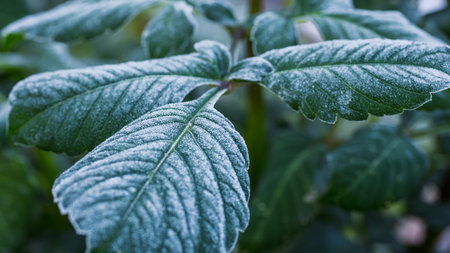 First autumn frost in the garden. Dahlia plants foliage covered with crystals first frost of the season. Frozen dahlias, end of growing season.の写真素材