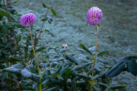 First autumn frost in the garden. Dahlia flower bed after first frost of the season. Frozen dahlia plants, end of growing season.の写真素材