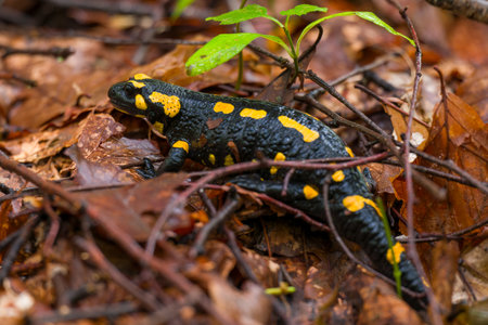 Fire salamander. Salamandra salamandra is a well known salamander species. Close up of black and yellow amphibian in natural habitat, wet autumn forest.の写真素材