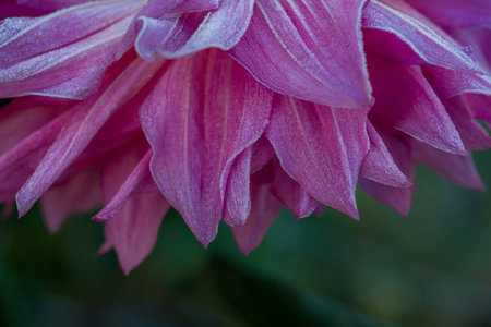 First autumn frost in the garden. Pink dahlia flower covered in ice crystals after first frost of the season. Frozen flower close up.の写真素材