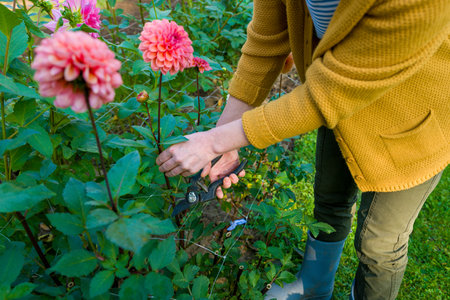 Gardener harvesting dahlia blooms. Woman with pruning shears and beautiful dahlia flowers. Growing cut flowers. Flower farming.の写真素材