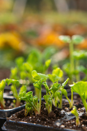 Flower bed with seedling tray full of young sprouting Ranunculus plants, Persian buttercup ranunculus. Planting ranunculus flowers.の写真素材