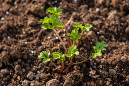 Planting ranunculus flowers. Flowerbed with presprouted Ranunculus corms or Persian buttercup seedlings.の写真素材