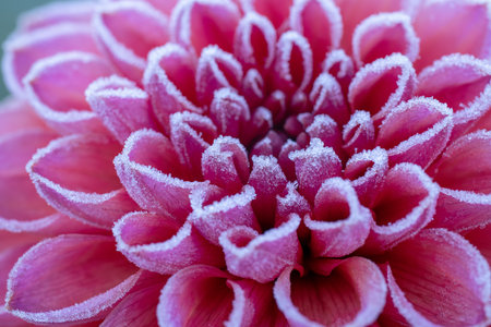 First autumn frost in the garden. Pink dahlia flower covered in ice crystals after first frost of the season. Frozen flower close up.の写真素材