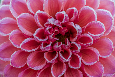 First autumn frost in the garden. Pink dahlia flower covered in ice crystals after first frost of the season. Frozen flower close up.の写真素材