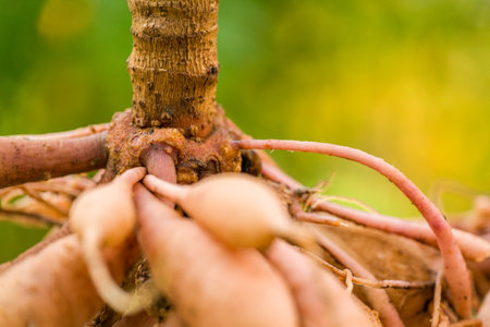 Dahlia tuber with viable eye, growth point close up. Lifted and washed dahlia tubers drying in afternoon autumn sun before winter storage. Autumn gardening jobs.の写真素材